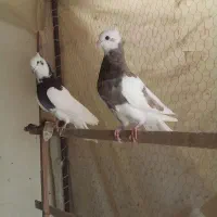 کبوتر  طوقی زاغ