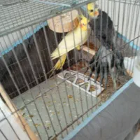 عروس هلندی|پرنده|پارس‌آباد, |دیوار