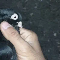 زاغ نر عتیقه  فروشی