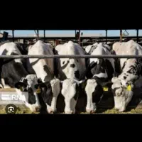 کارگربرای گاوداری فقط اتباع