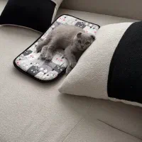 گربه نر اسکاتیش شناسنامه دار