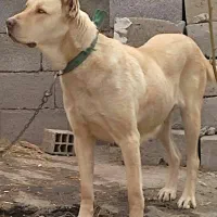 سگ ماده سرابی|سگ|کندوان, |دیوار