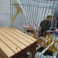 یک جفت عروس هلندی سالم و سر حال|پرنده|مرودشت, ژیان|دیوار