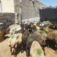 گوسفند داشتی
