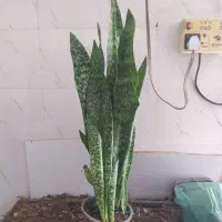 گل و گیاه سانسوریا