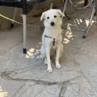 سگ اشپیدز سفید پیدا شده با