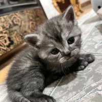 گربه اسکاتیش و بریتیش