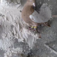 دورنگ زردماده طوقه دار سرخ