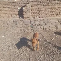 سگ پیتبول ماده زرنگ|سگ|نیشابور, مازول|دیوار