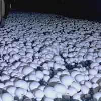 قارچ دکمه ای درجه یک