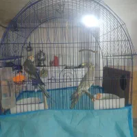 یک جفت عروس هلندی مولد