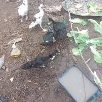 اردک اسراییلی  وخروس