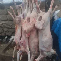 گوشت گوسفندی|خوردنی و آشامیدنی|اهر, |دیوار