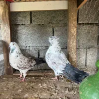 کبوتر پرشی درجه یک