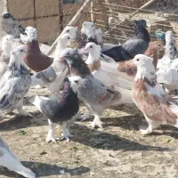 کفتر هما ابلغ شازده سرور