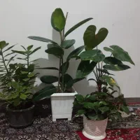 گل.|گل و گیاه طبیعی|مرند, |دیوار