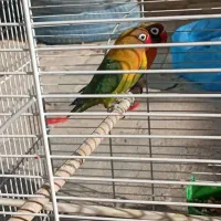 طوطی کوتوله  وقت نگهداری ندارم