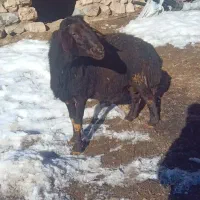 قوچ قزل ۲سال و نیم