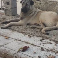 سگ عراقی از باغ دزدیده شده|حیوانات|ارومیه, |دیوار