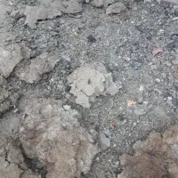 ۱۰کیسه کودکبوتر|خدمات باغبانی و درختکاری|رفسنجان, |دیوار