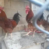 فروش انواع جوجه محلی اصل و اردک در سنین مختلف|حیوانات مزرعه|شیراز, گچی|دیوار