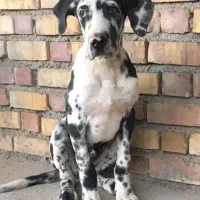 سگ گارد|سگ|شاهرود, |دیوار