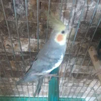 فروش عروس هلندی