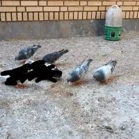 کفتر،کبوتر،پلاکی،سبز،زره ای