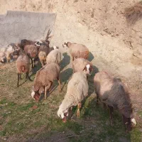۹ راس گوسفند ابستن و ۲ راس خرت نر