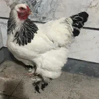 خروس و مرغ برهما.جوان تخم کن سالم