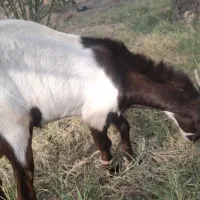 کهره پاکستانی|حیوانات مزرعه|رودخانه, |دیوار