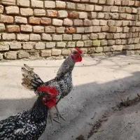 ۳ عدد خروس سبرایت بالغ