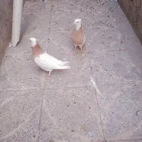 کبوتر طوقی نر و ماده