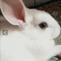 خرگوش