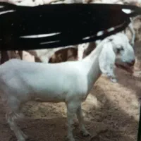 گوسفند