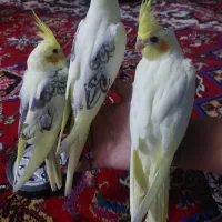 طوطی عروس هلندی البینو لوتینو|پرنده|اهر, |دیوار