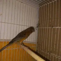 معاوضه یافروش