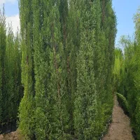 سرو شیرازی سرو ناز درجه ۱|خدمات باغبانی و درختکاری|نوشهر, |دیوار