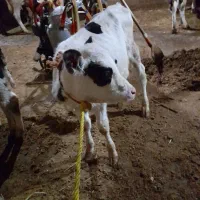 یک راس گوساله ماده شیر خوار بفروش میرسد|حیوانات مزرعه|سراب, |دیوار