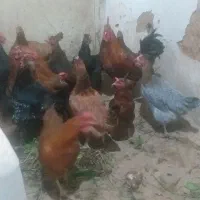 مرغ محلی|حیوانات مزرعه|دهگلان, |دیوار