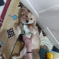 واگزاری سگ پامر اشپیتز|سگ|شاهدشهر, |دیوار