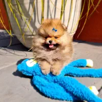 سگ توله پامر پامرانین خرسی پرتقالی 3 ماه