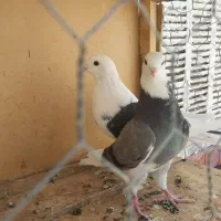 شازده سبز|پرنده|ساوه, |دیوار