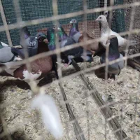 کبوتر جوجه نرو ماده فسا پلاکی