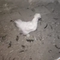 مرغ و خروس زینتی|حیوانات مزرعه|تربتحیدریه, شهدا|دیوار