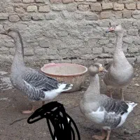 غاز جوان زابل اباد|حیوانات مزرعه|گنبد کاووس, |دیوار