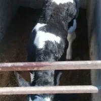 گوساله نر|حیوانات مزرعه|مشهد, خرم آباد|دیوار