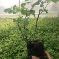 گل محمدی  عطری مخصوص گلاب قمصر کاشان به شرط|خدمات باغبانی و درختکاری|تهران, اتابک|دیوار