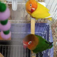 با سلام یک جفت طوطی برزیلی