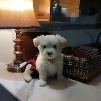 پودل مالتیز سه ماهه